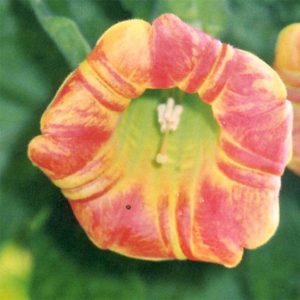 Brugmansia sanguinea - Red Angel's Trumpet