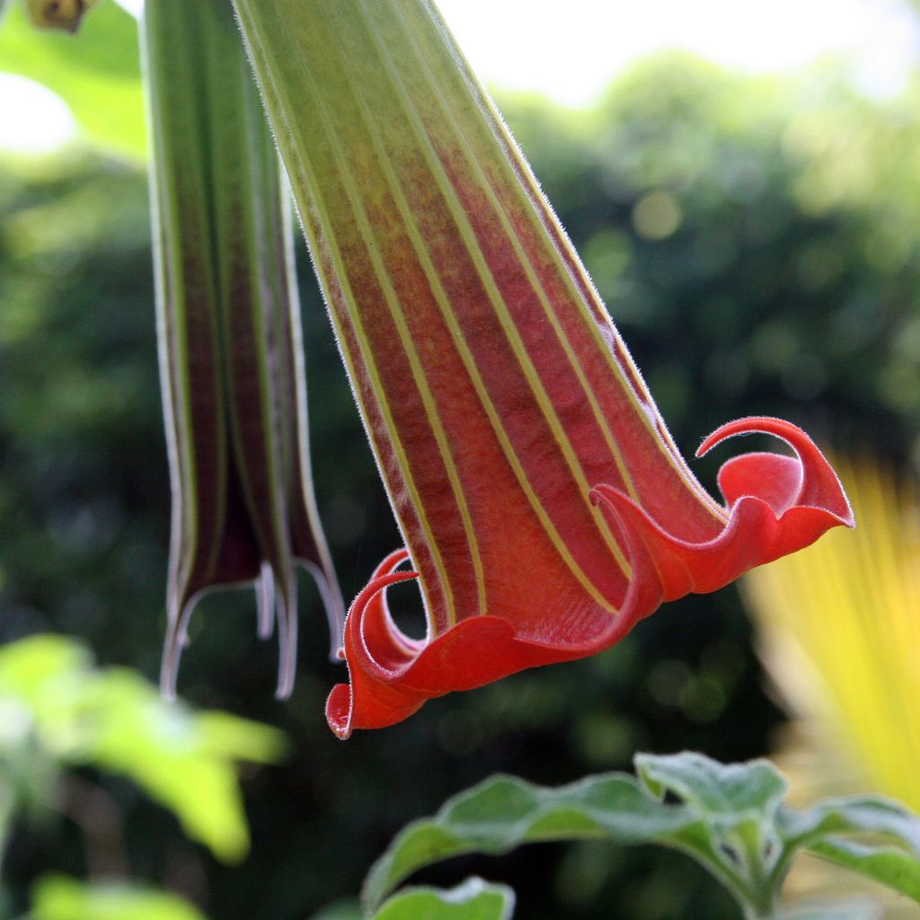 Brugmansia sanguinea - Red Angel's Trumpet
