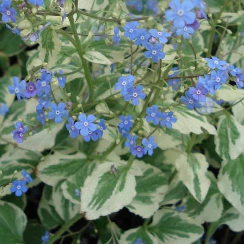 Brunnera macrophylla Variegata - Siberian Bugloss