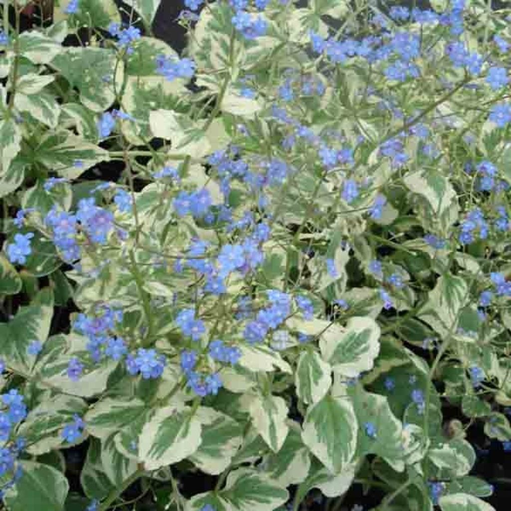 Brunnera macrophylla Variegata - Siberian Bugloss