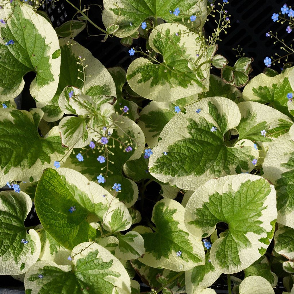 Brunnera macrophylla Dawson s White - Siberian Bugloss