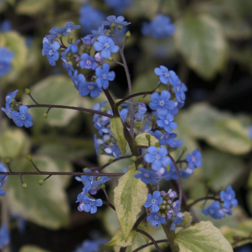 Brunnera macrophylla Kings Ramson - Siberian Bugloss