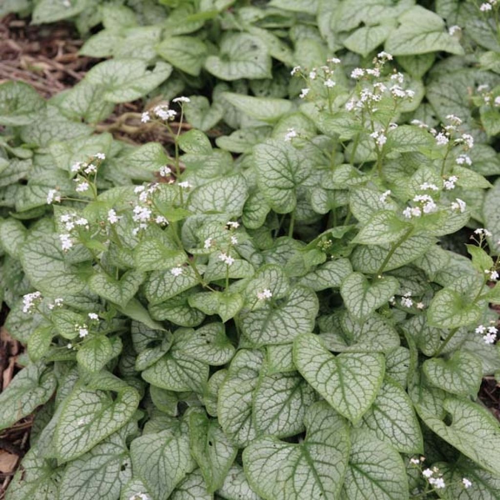 Brunnera macrophylla Mr Morse - Siberian Bugloss
