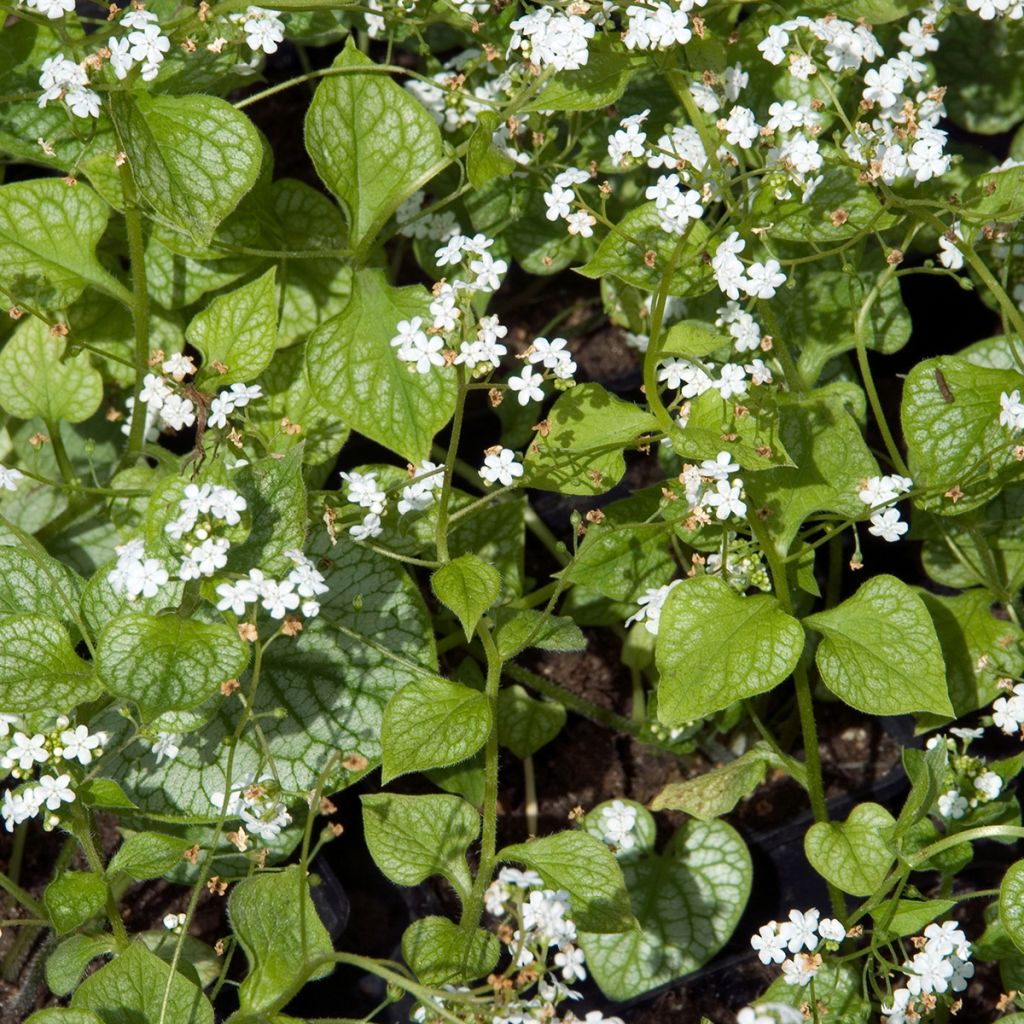 Brunnera macrophylla Mr Morse - Siberian Bugloss