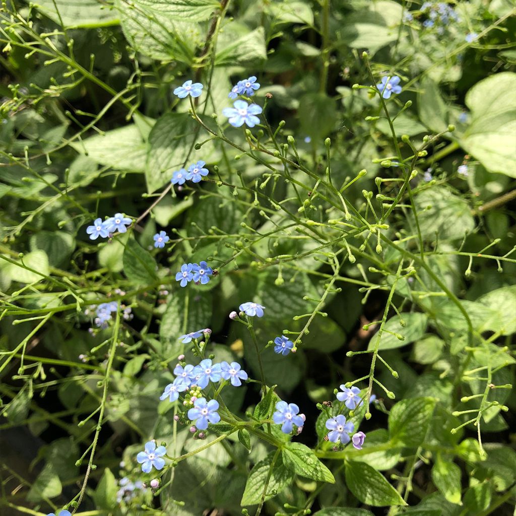 Brunnera macrophylla Silver Heart - Siberian Bugloss