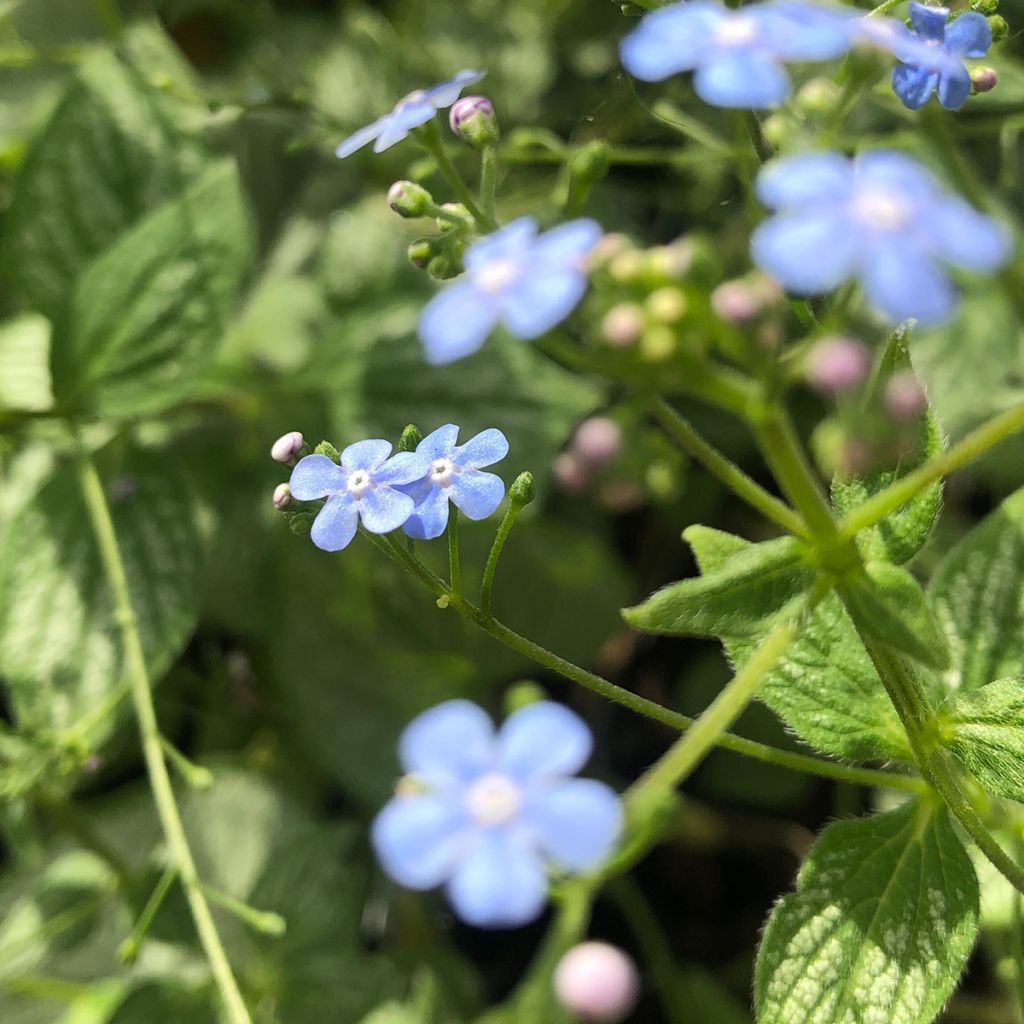 Brunnera macrophylla Silver Heart - Siberian Bugloss