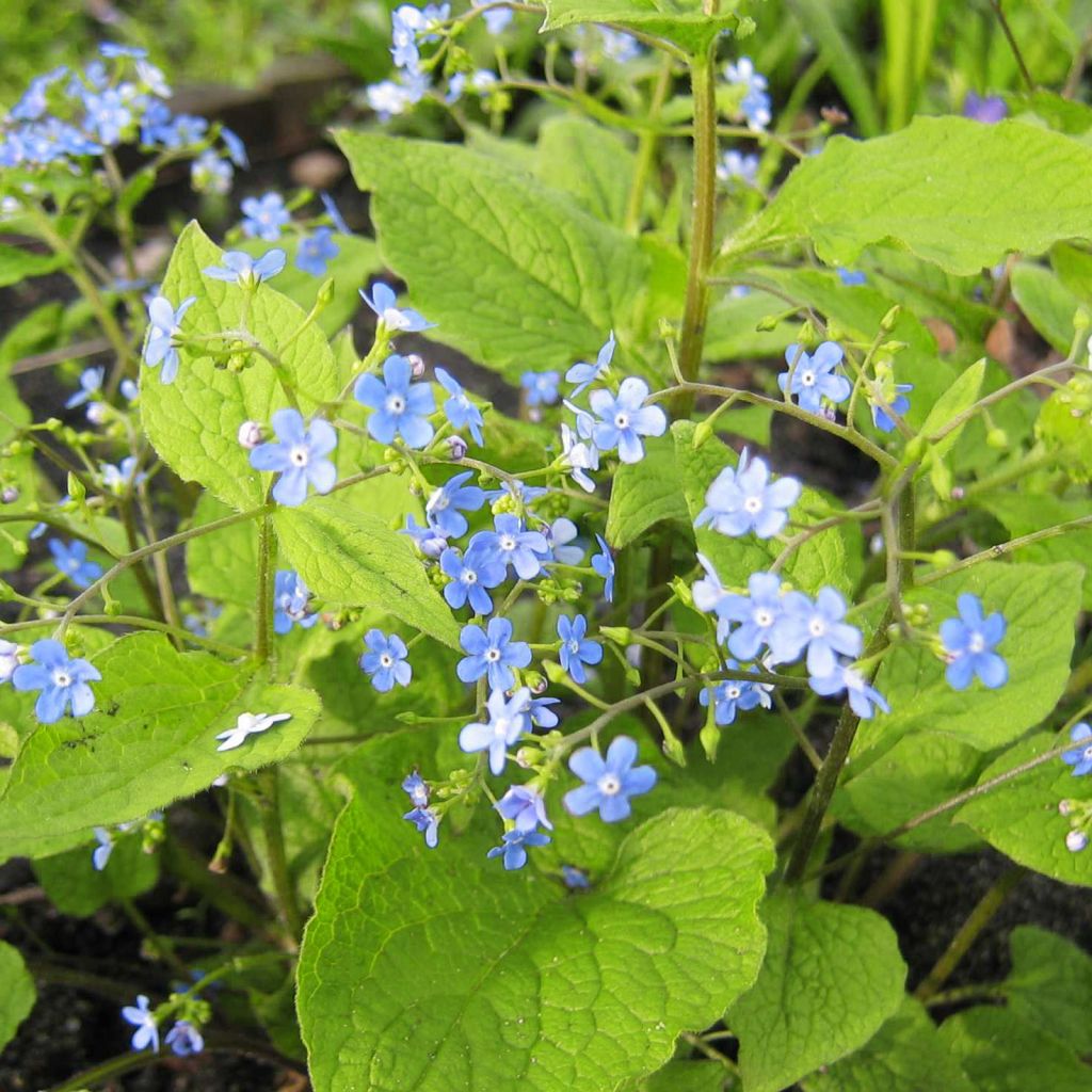 Brunnera macrophylla Yellow spring - Siberian Bugloss