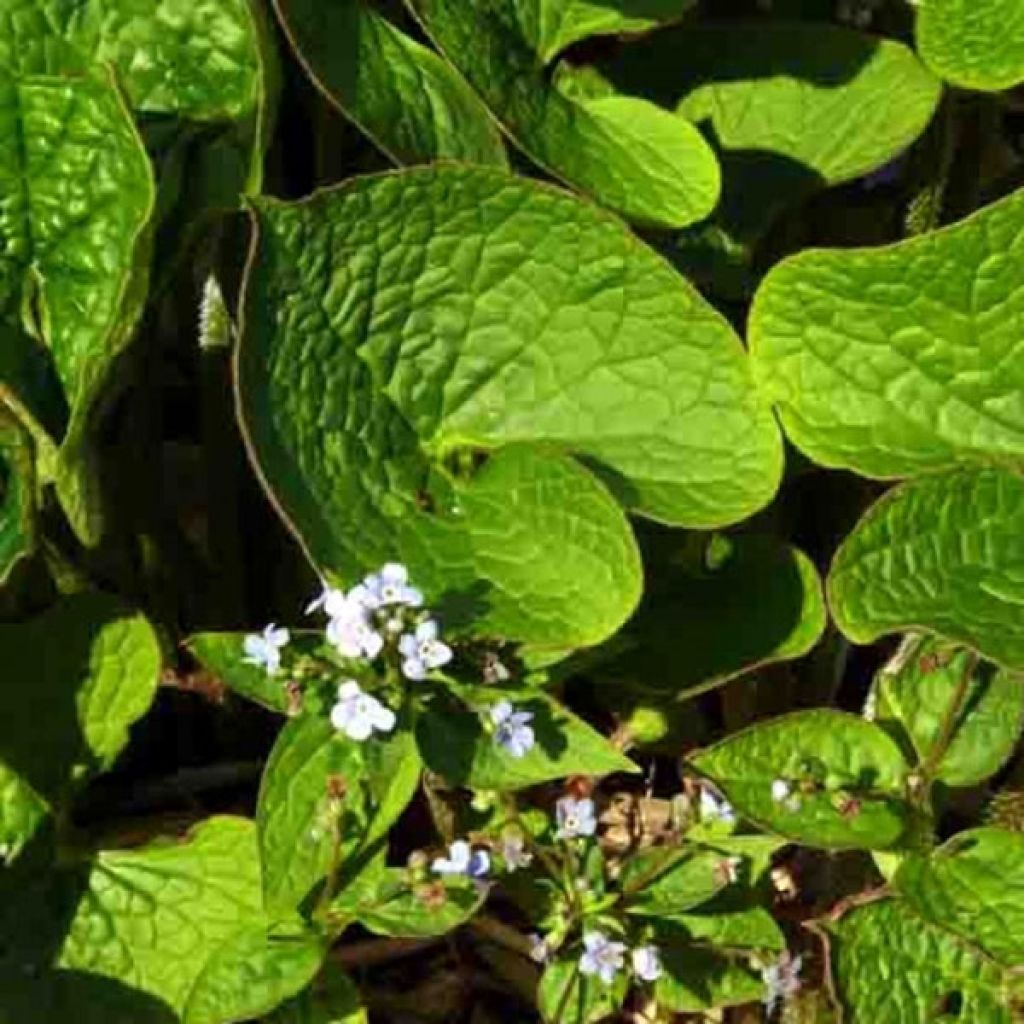 Brunnera sibirica - Siberian Bugloss