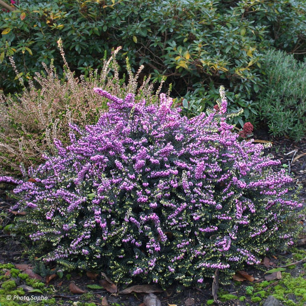Erica darleyensis Winter Belles Lucie - Winter Heath