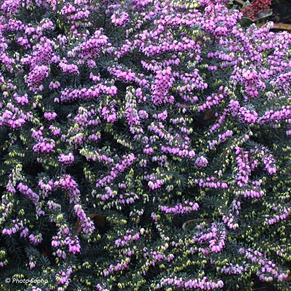 Erica darleyensis Winter Belles Lucie - Winter Heath