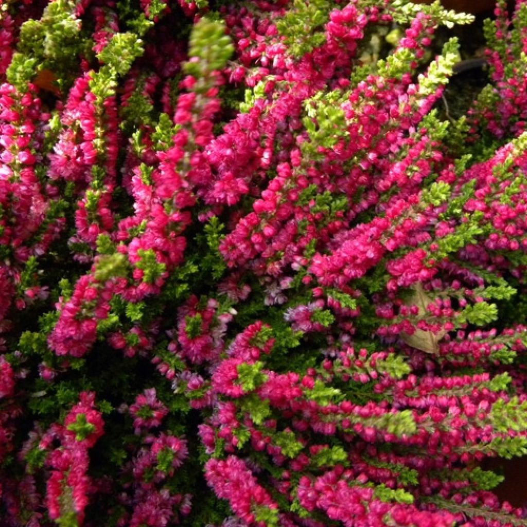Calluna vulgaris Dark Beauty - Heather