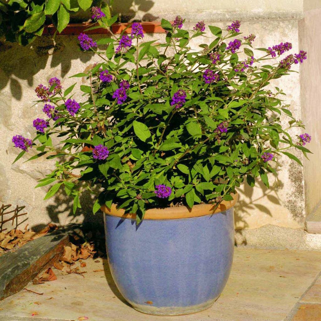 Buddleja Blue Chip - Butterfly Bush
