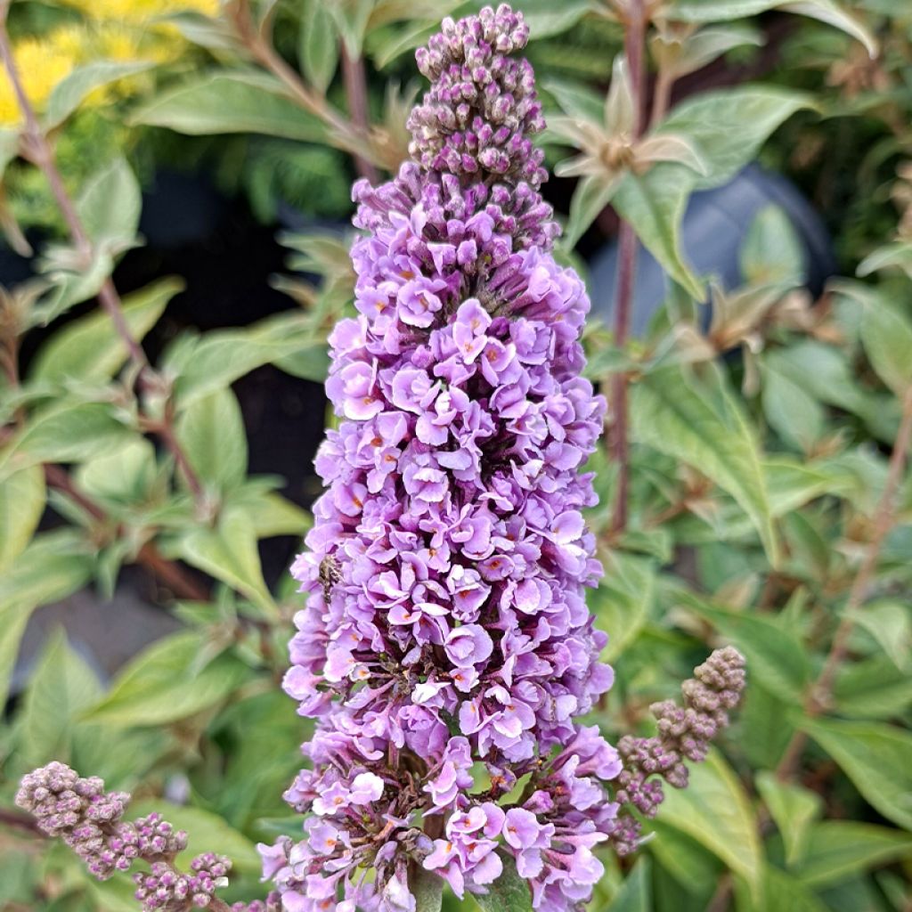 Buddleja Blue Chip - Butterfly Bush