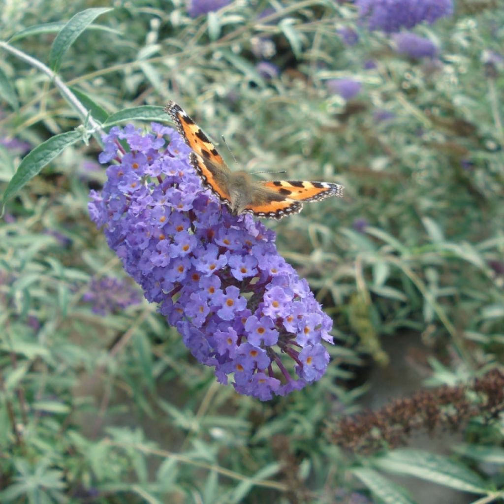 Buddleja davidii Nanho Blue - Butterfly Bush