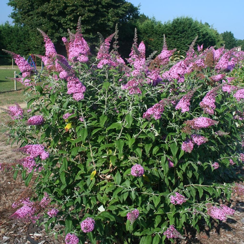 Buddleja davidii Pink Panther - Butterfly Bush