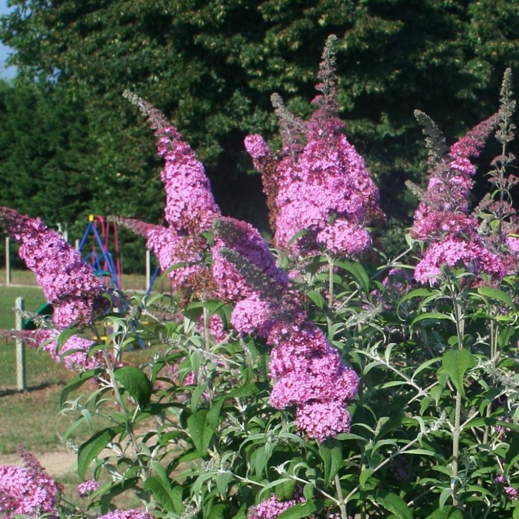 Buddleja davidii Pink Panther - Butterfly Bush