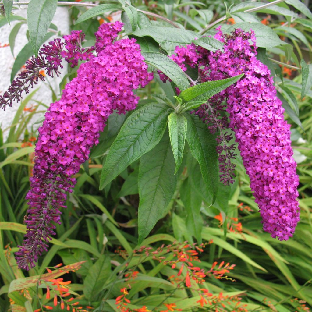 Buddleja davidii Royal Red - Butterfly Bush