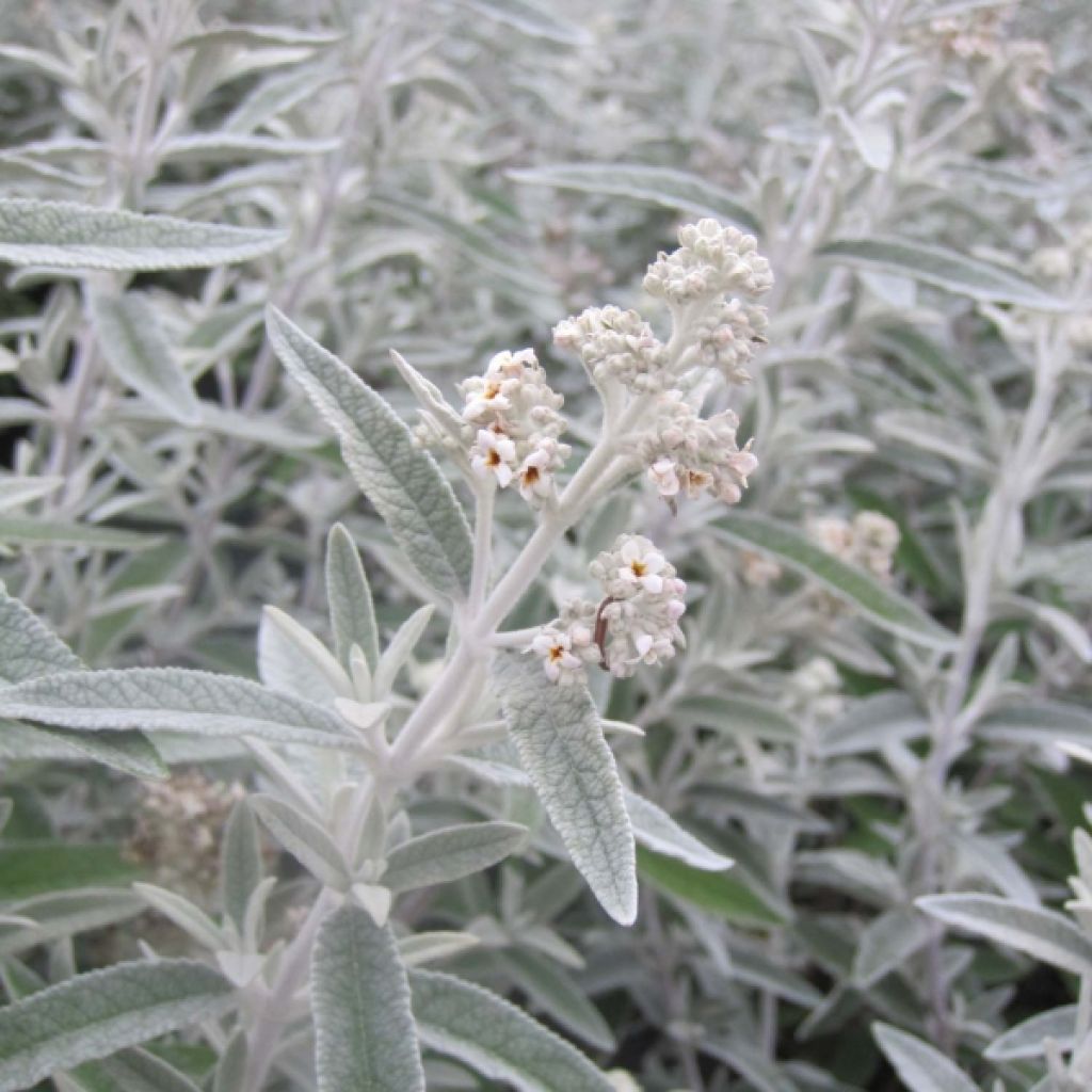 Buddleja Silver Anniversary - Butterfly Bush