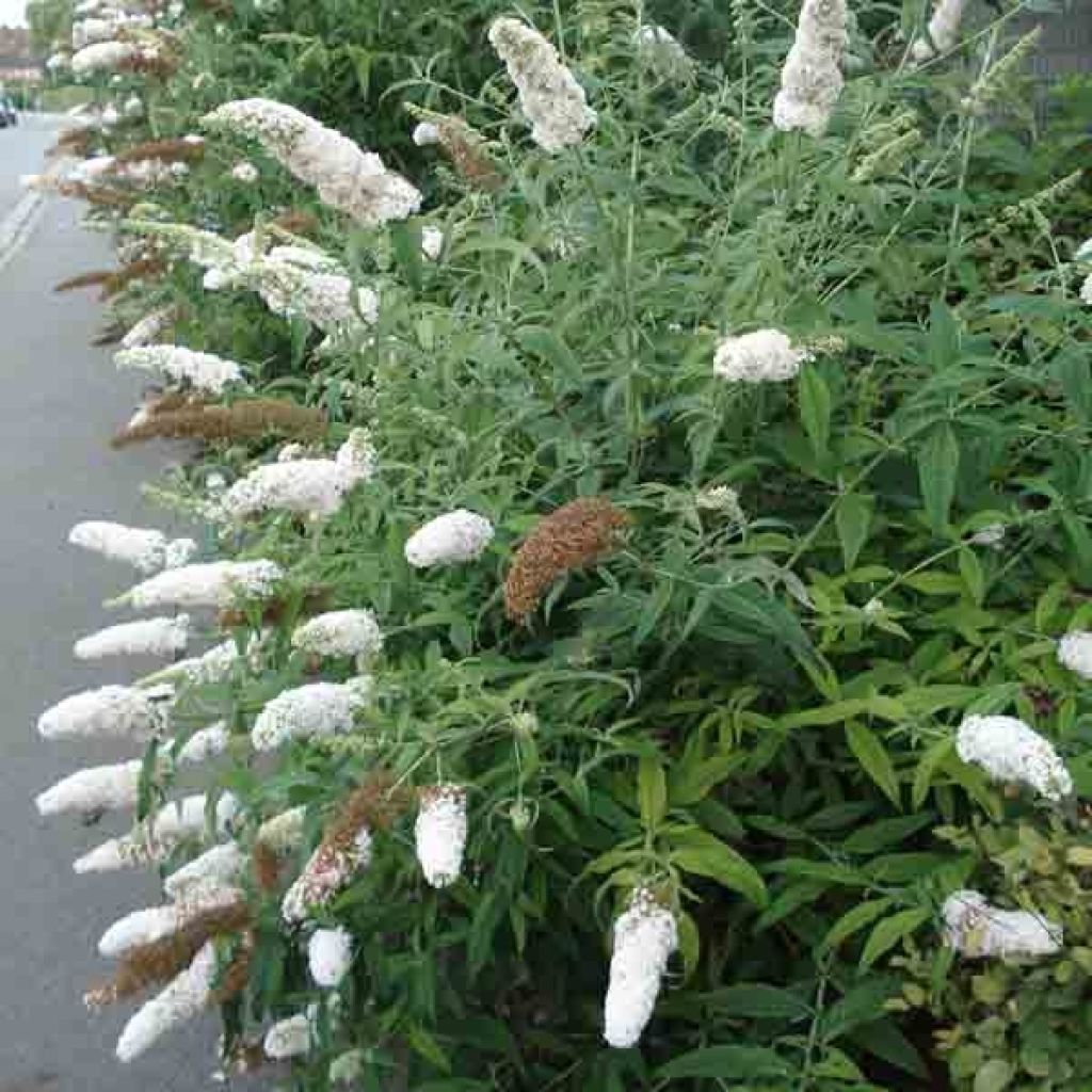 Buddleja davidii White Ball White - Butterfly Bush