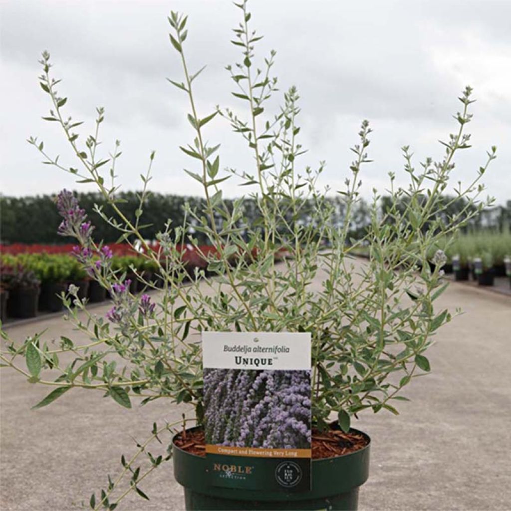 Buddleja alternifolia Unique - Butterfly Bush