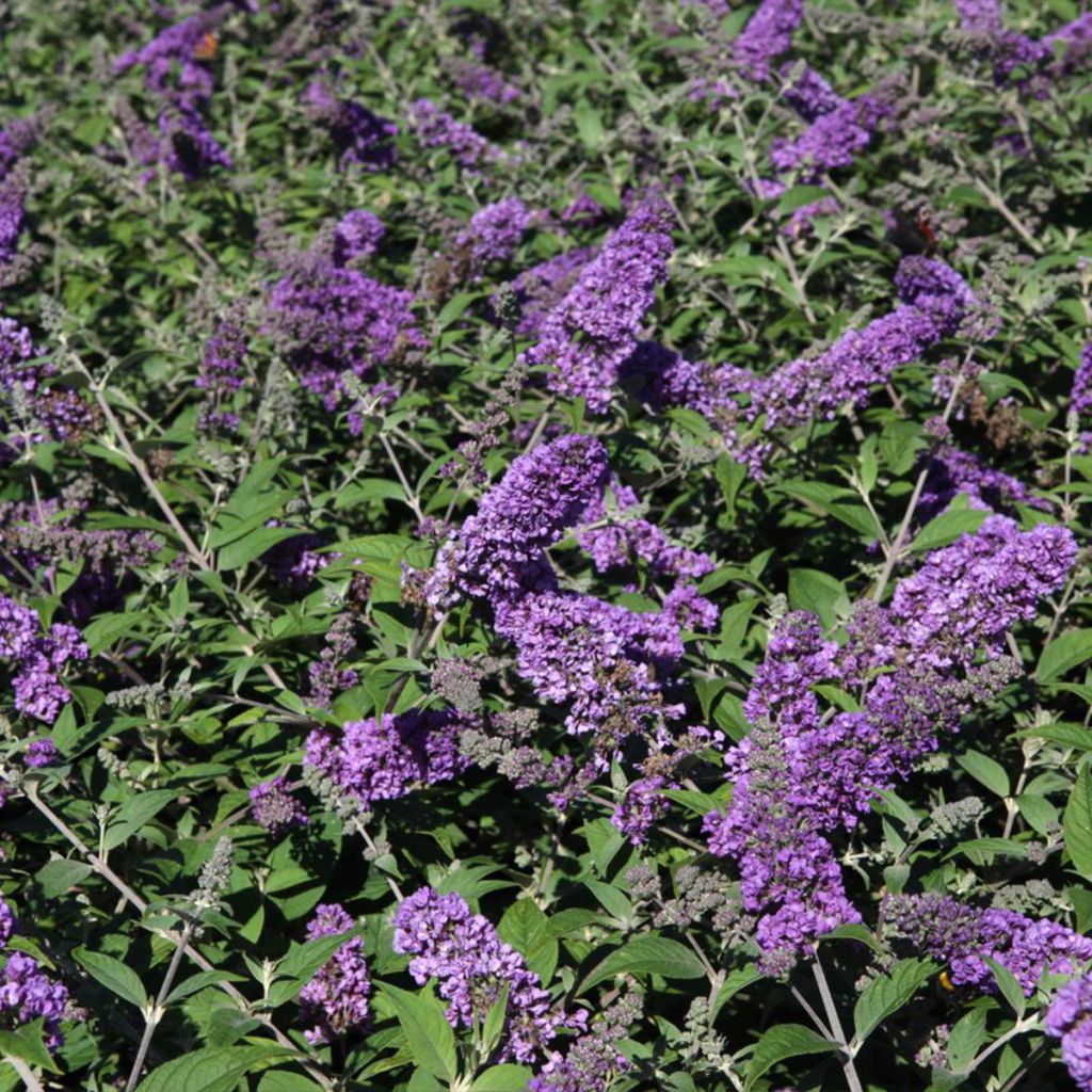 Buddleja Blue Chip - Butterfly Bush