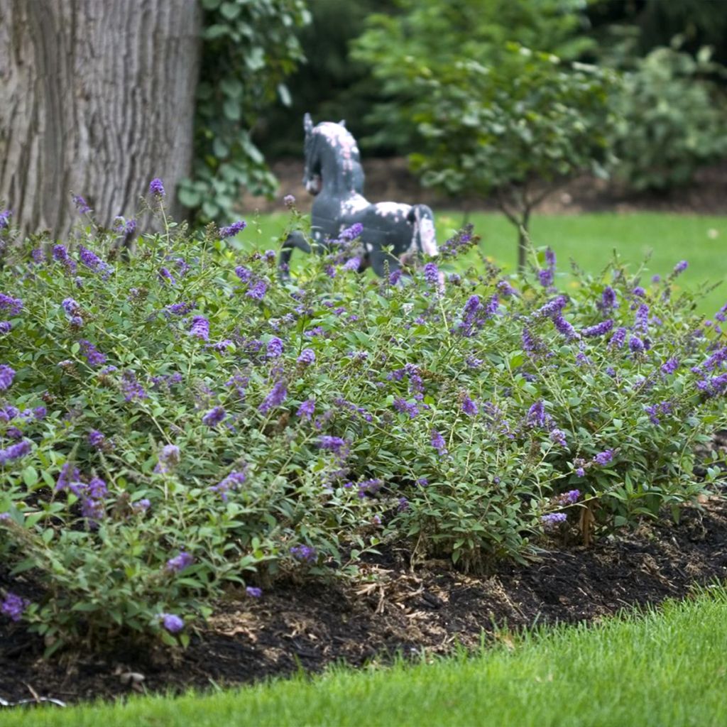 Buddleja Blue Chip - Butterfly Bush