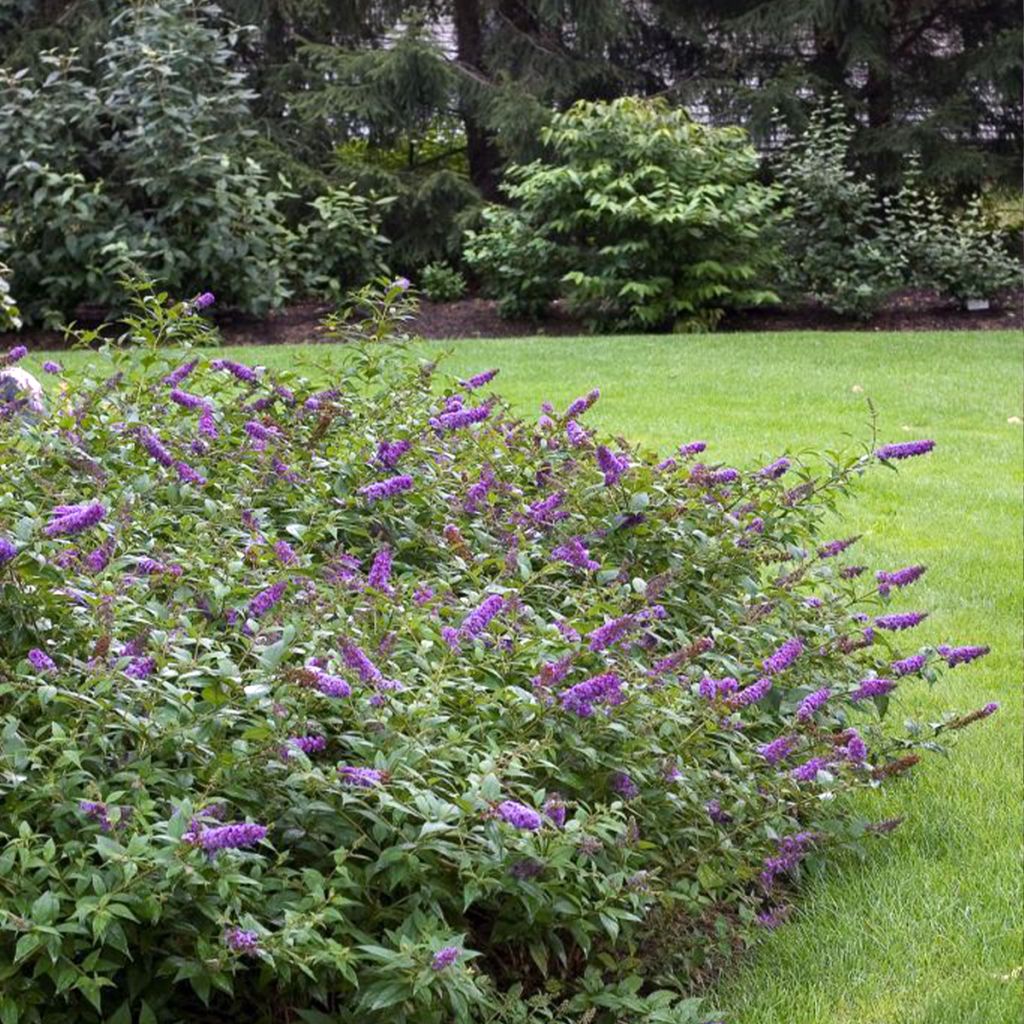 Buddleja Blue Chip - Butterfly Bush