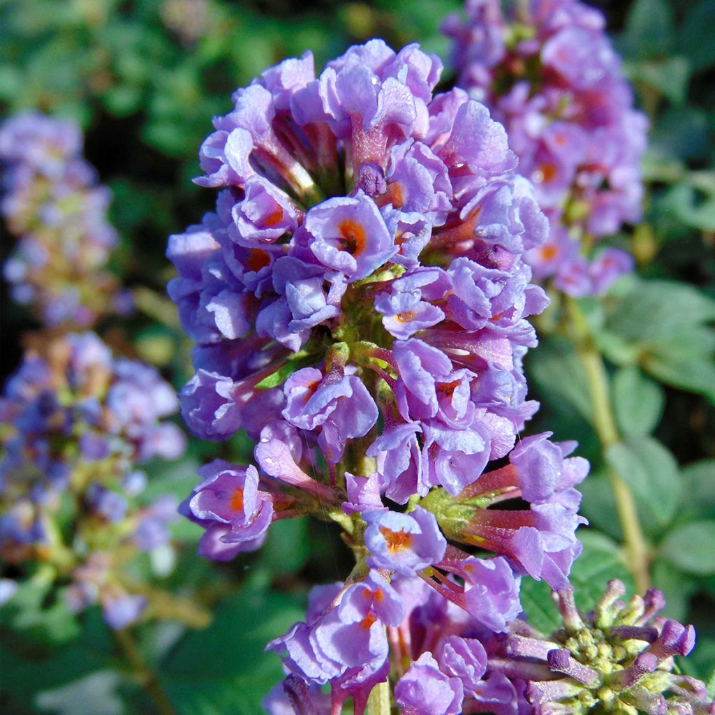 Buddleja Blue Chip - Butterfly Bush