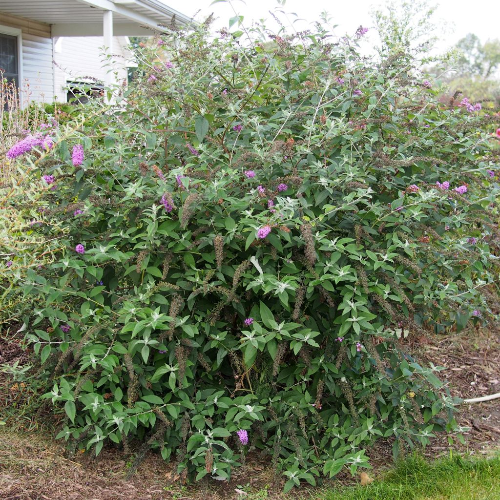 Buddleja Flower Power - Butterfly Bush