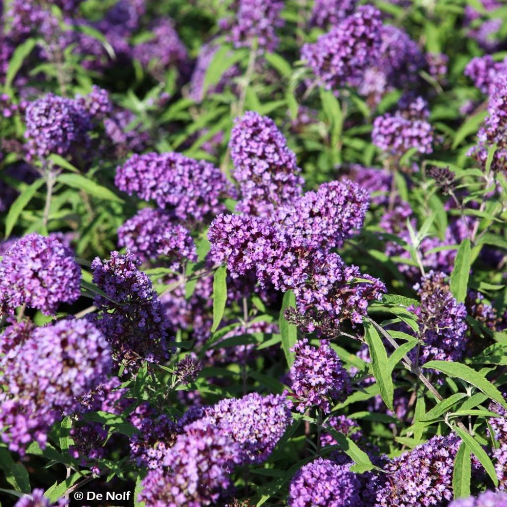 Buddleja davidii Purple Emperor Pyrkeep - Butterfly Bush