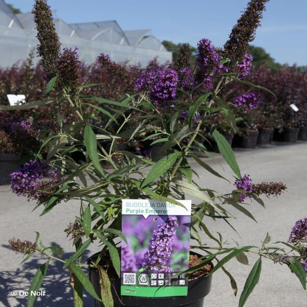 Buddleja davidii Purple Emperor Pyrkeep - Butterfly Bush