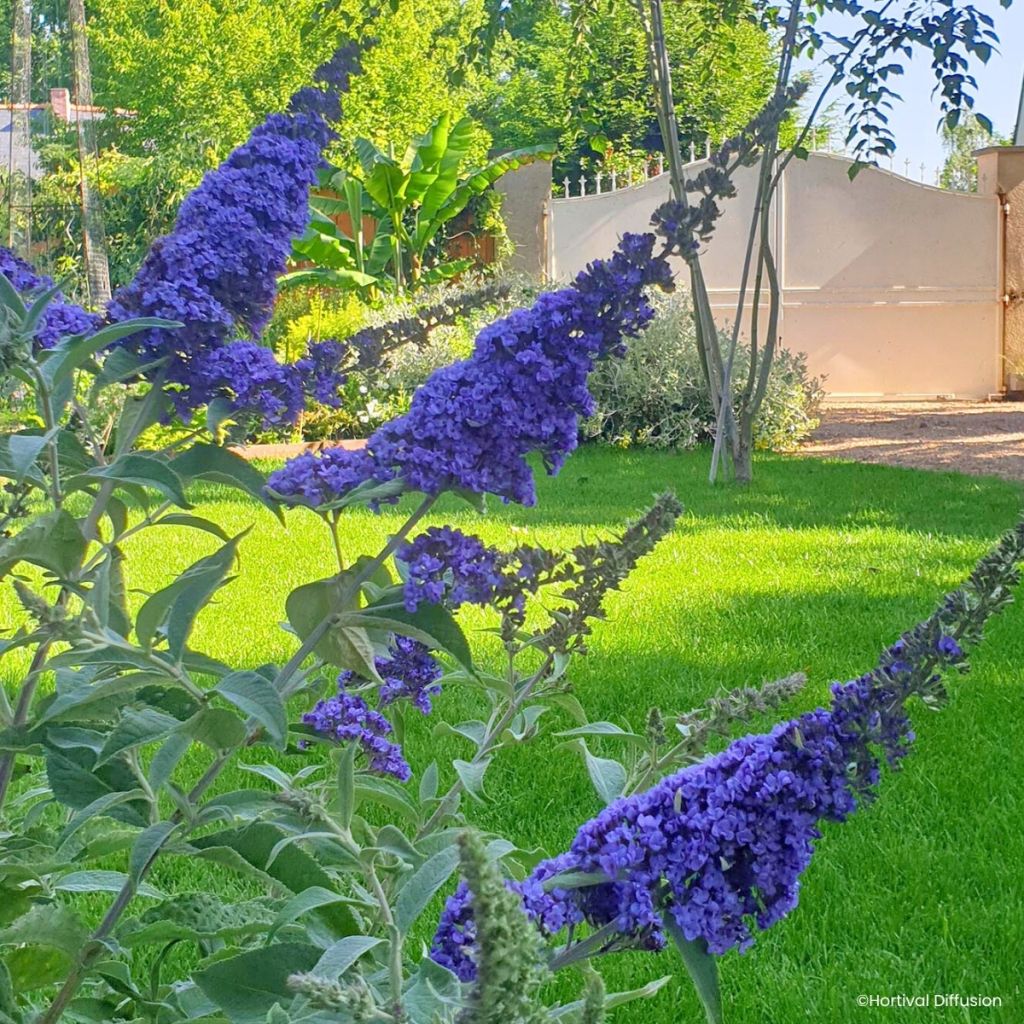 Buddleja davidii Reve de Papillon Blue - Butterfly bush