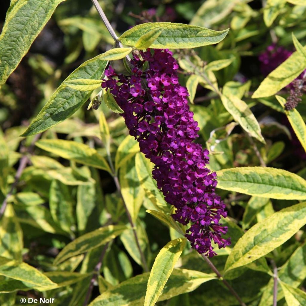 Buddleja davidii Santana - Butterfly Bush