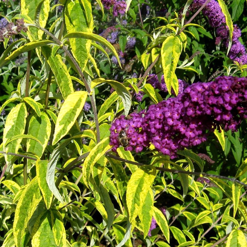 Buddleja davidii Santana - Butterfly Bush