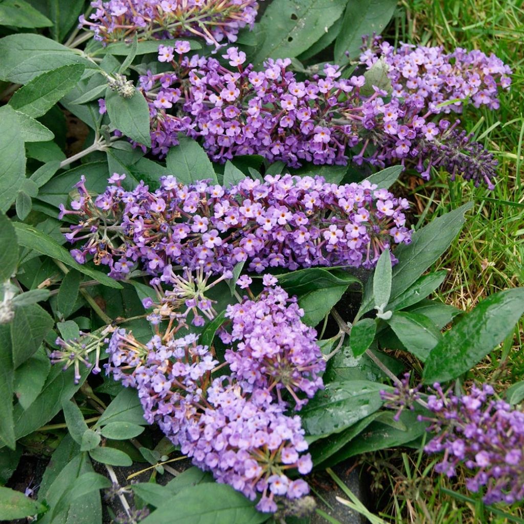 Buddleja davidii BLOOMTASTIC Dreaming Lavender - Butterfly Bush
