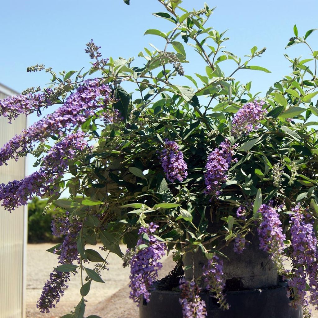 Buddleja davidii BLOOMTASTIC Dreaming Lavender - Butterfly Bush