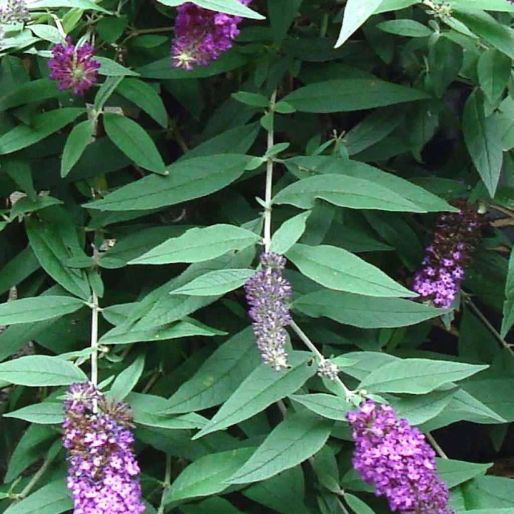 Buddleja davidii BLOOMTASTIC Dreaming Lavender - Butterfly Bush