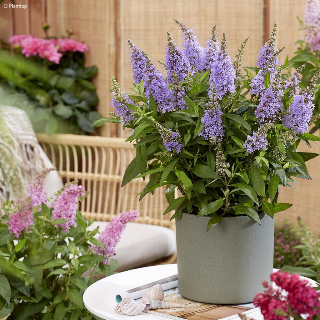 Buddleja davidii Butterfly Candy Little Lila - Butterfly Bush