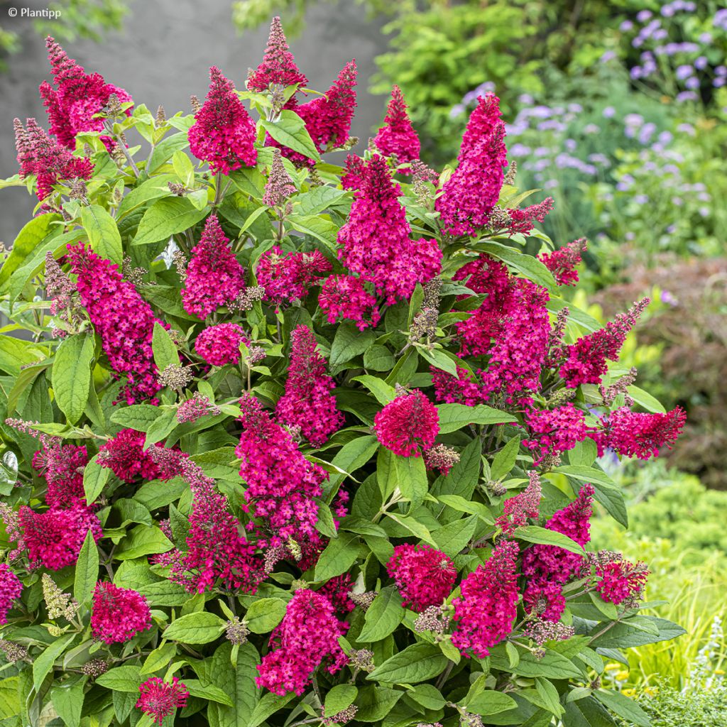 Buddleja davidii Butterfly Candy Little Ruby - Butterfly Bush
