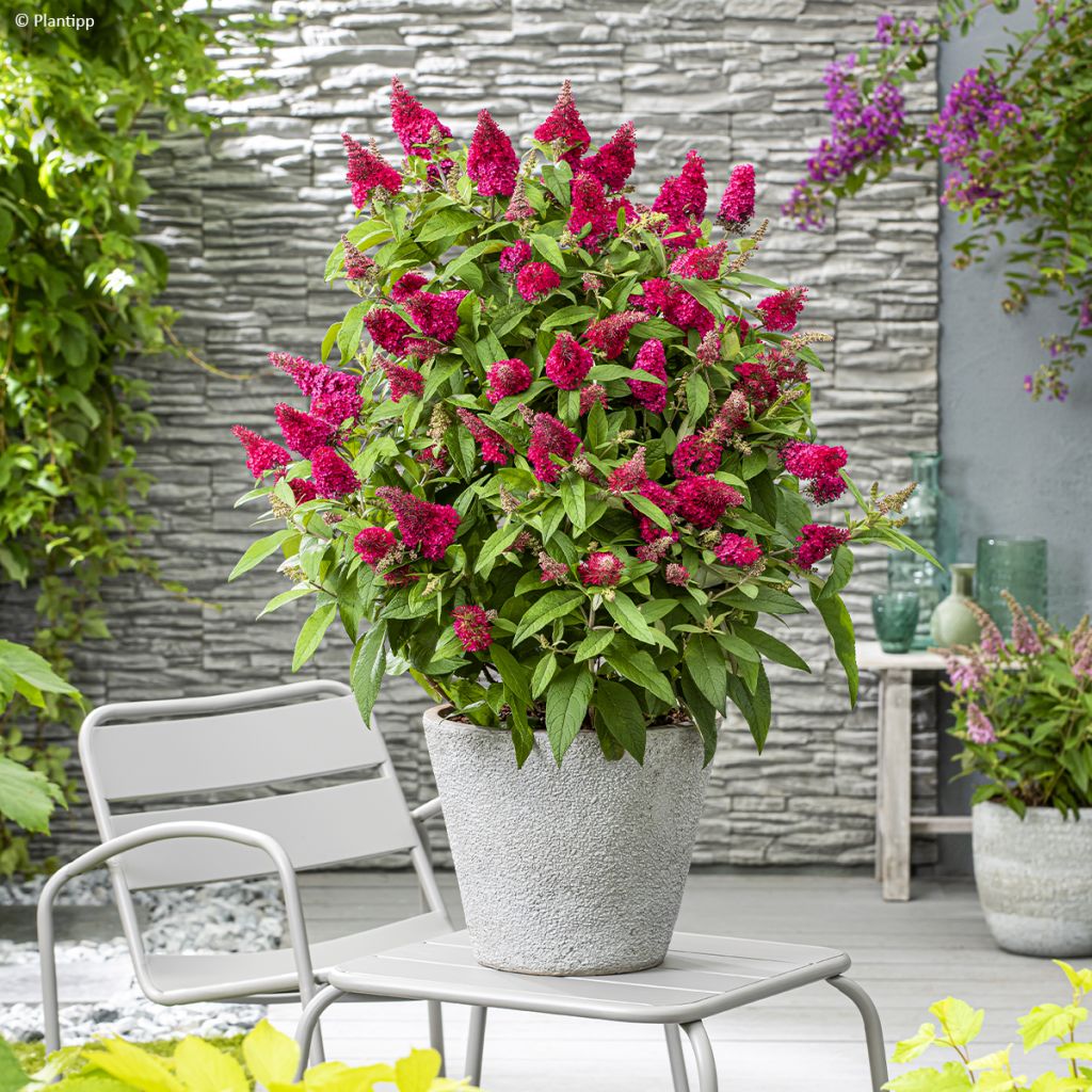 Buddleja davidii Butterfly Candy Little Ruby - Butterfly Bush