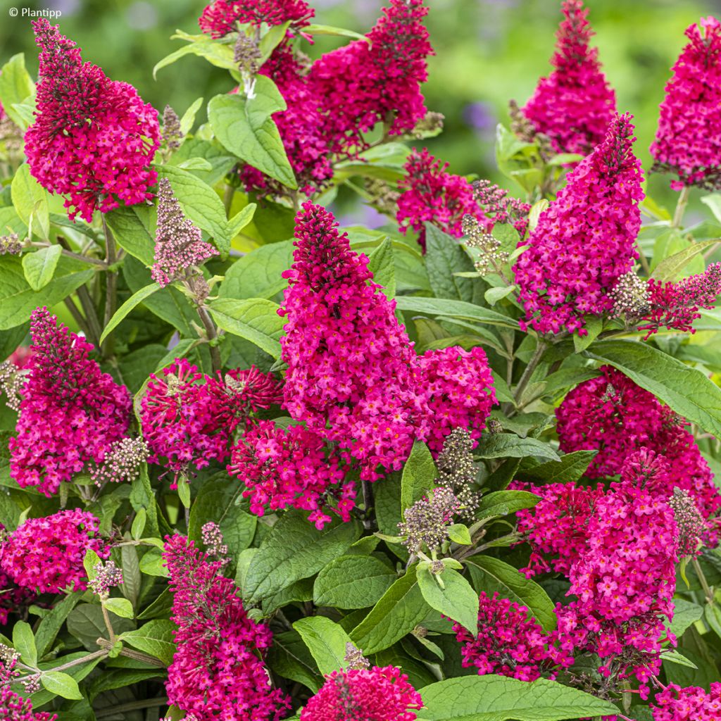 Buddleja davidii Butterfly Candy Little Ruby - Butterfly Bush