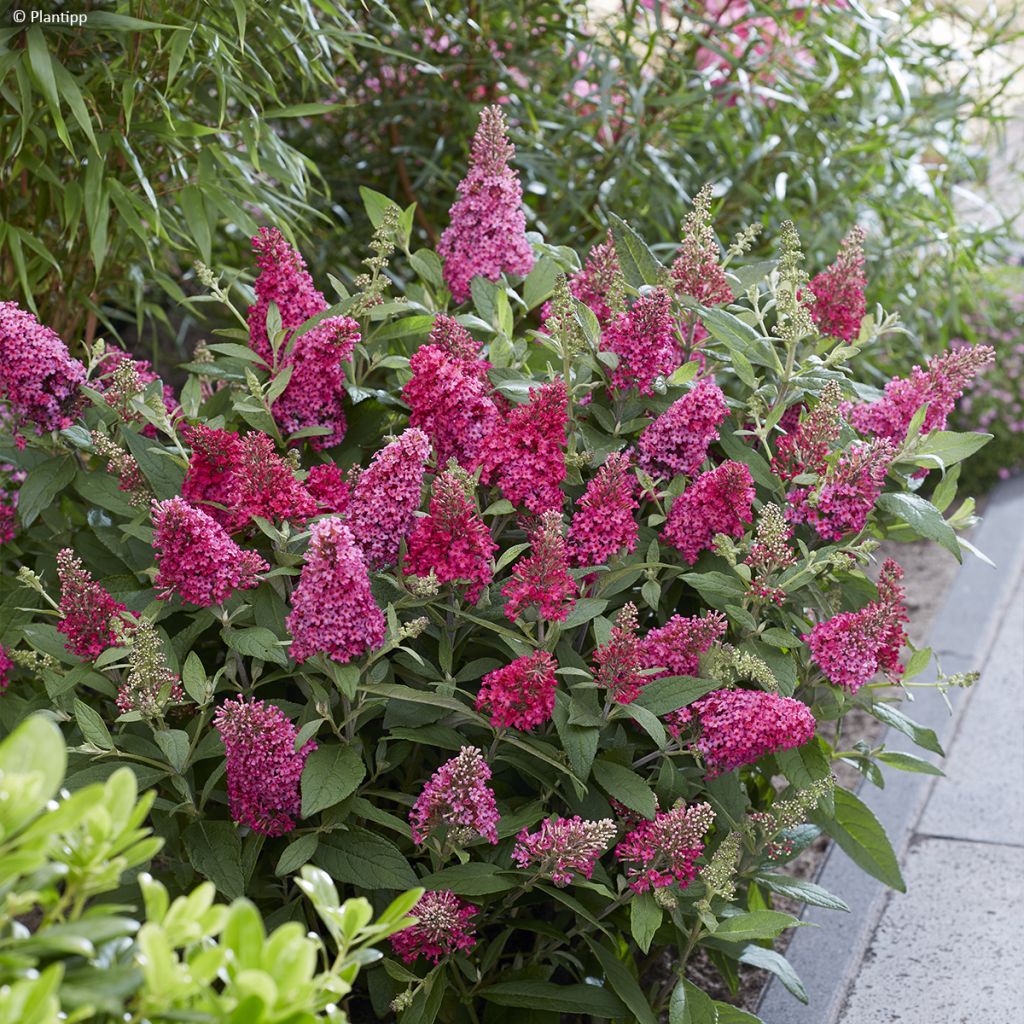 Buddleja davidii Butterfly Candy Little Ruby - Butterfly Bush