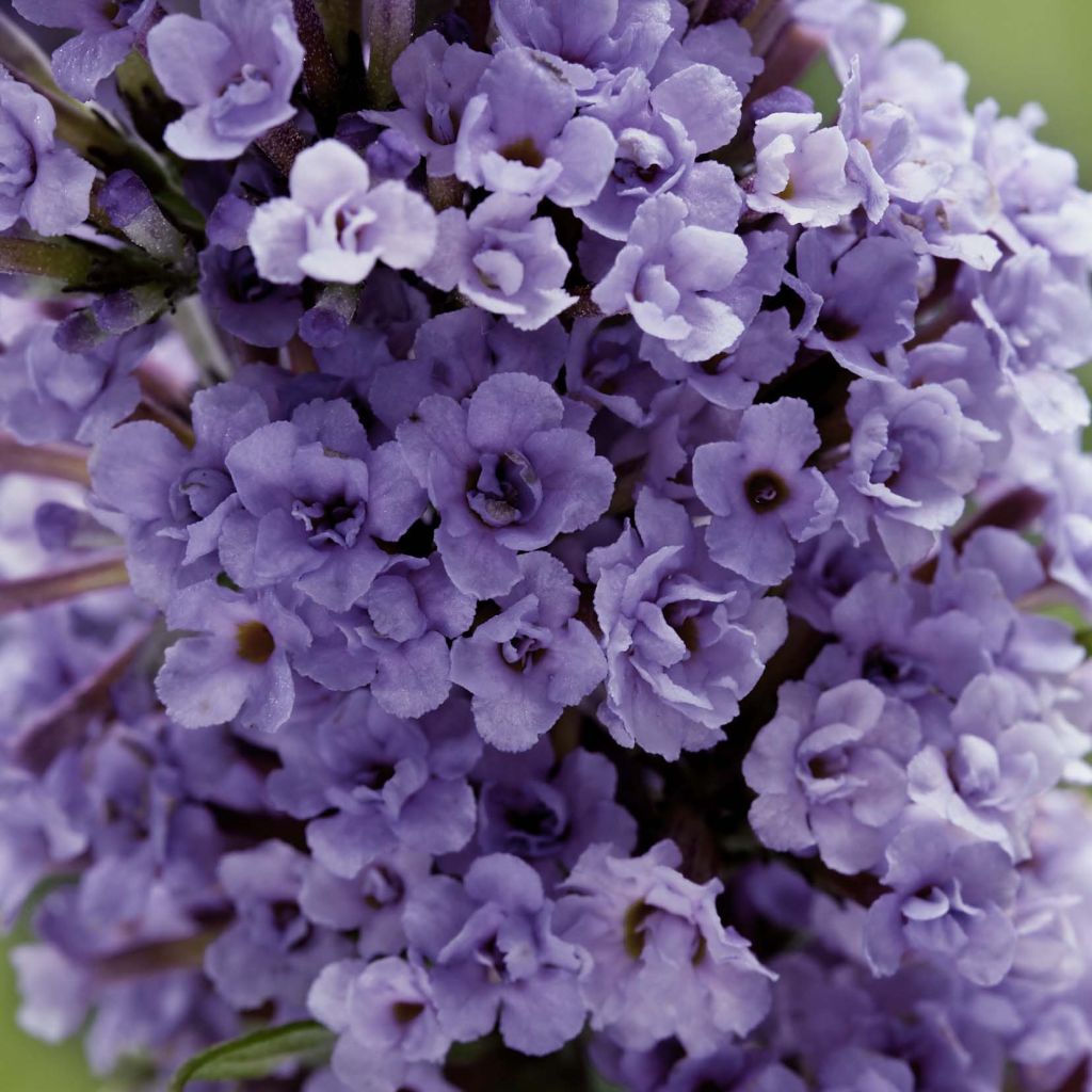 Buddleja davidii High Five Purplev