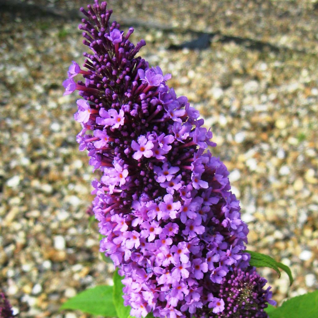 Buddleja davidii Peacock Peakeep - Butterfly Bush