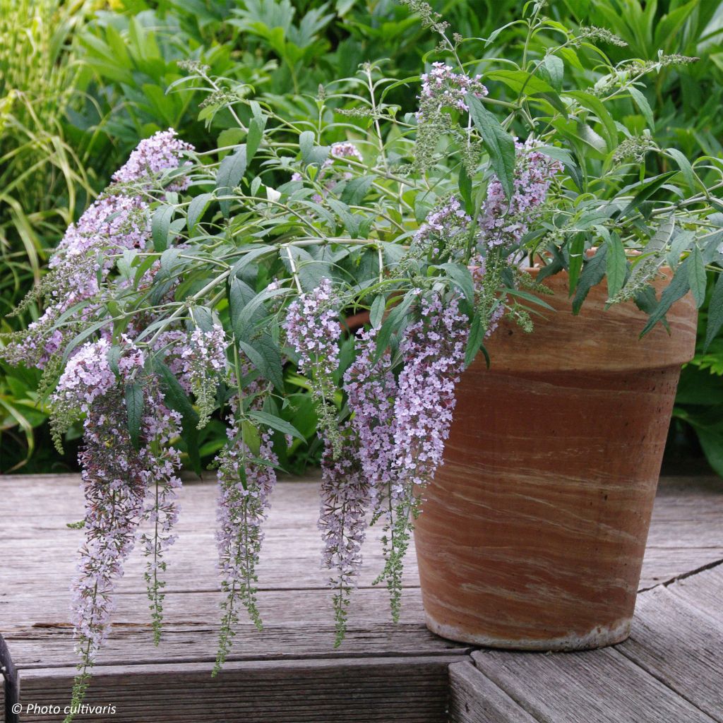 Buddleja davidii Wisteria Lane - Butterfly Bush