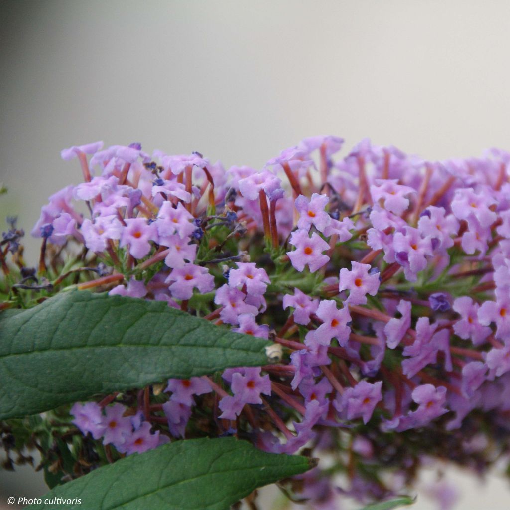 Buddleja davidii Wisteria Lane - Butterfly Bush