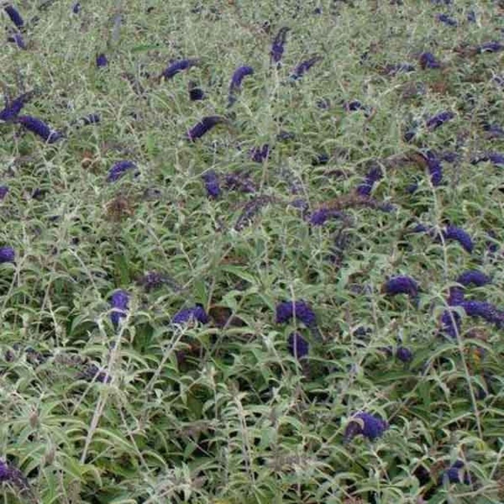 Buddleia davidii Adonis Blue - Butterfly Bush