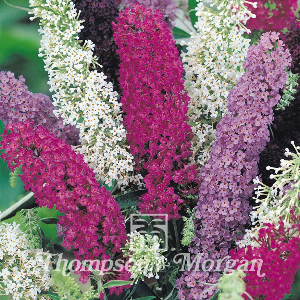Buddleja davidii - Butterfly Bush Seeds