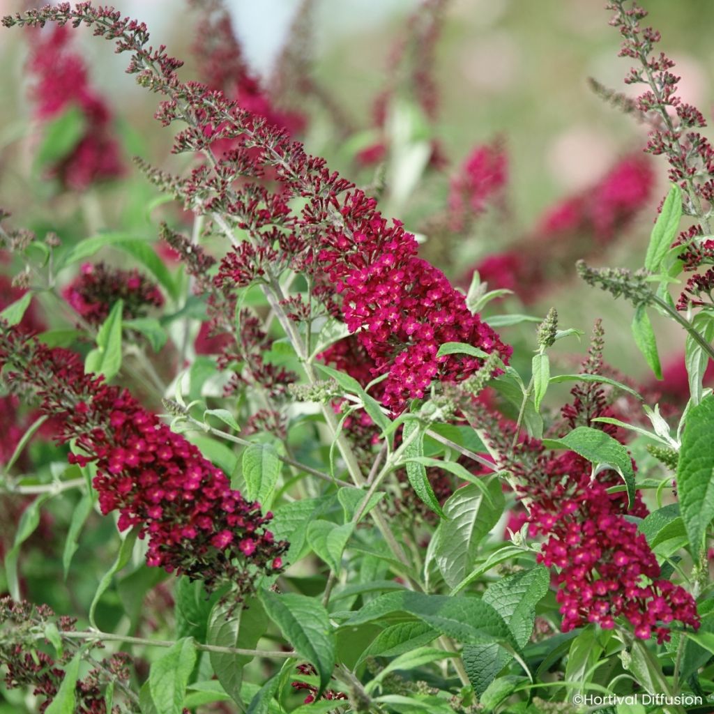 Buddleja Rêve de papillon Red - Butterfly bush