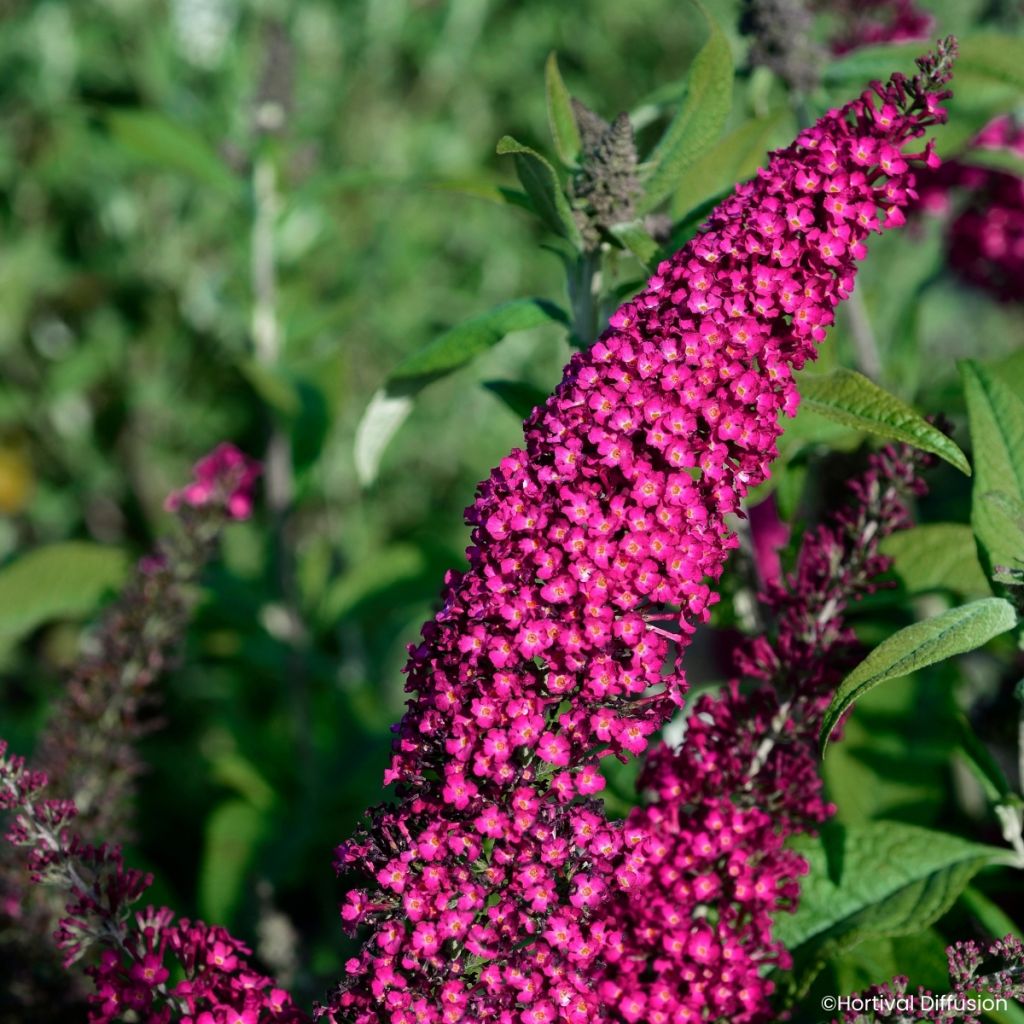 Buddleja Rêve de papillon Red - Butterfly bush